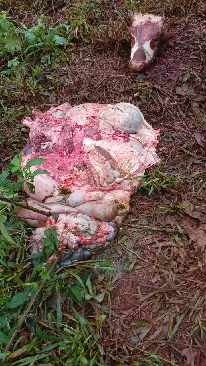 Reiterados hechos de abigeato en una estancia de Eldorado: Mataron vacas preñadas y dejaron sin vida a los terneros por nacer 3